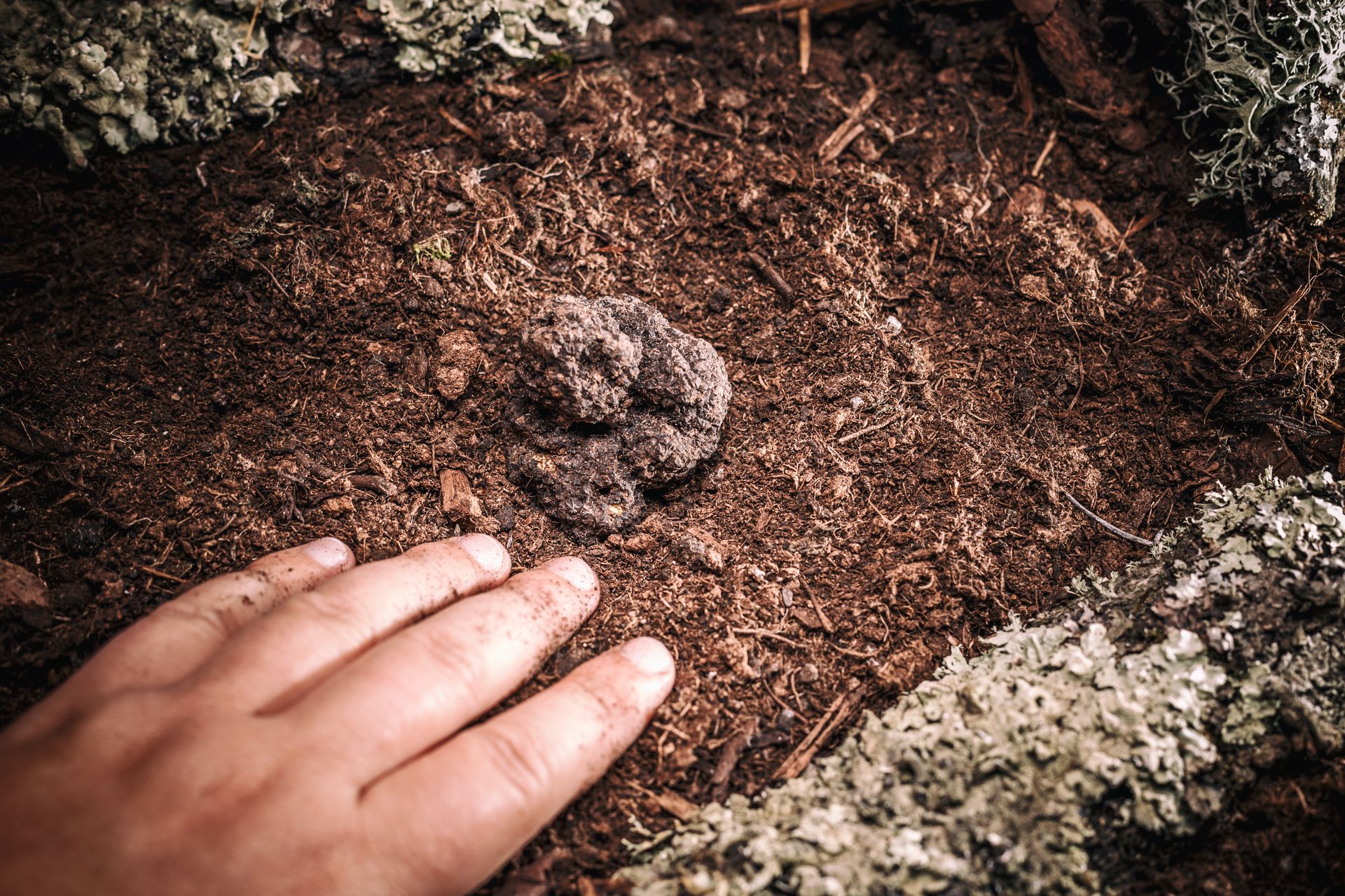 Tartufo nel terreno ricerca