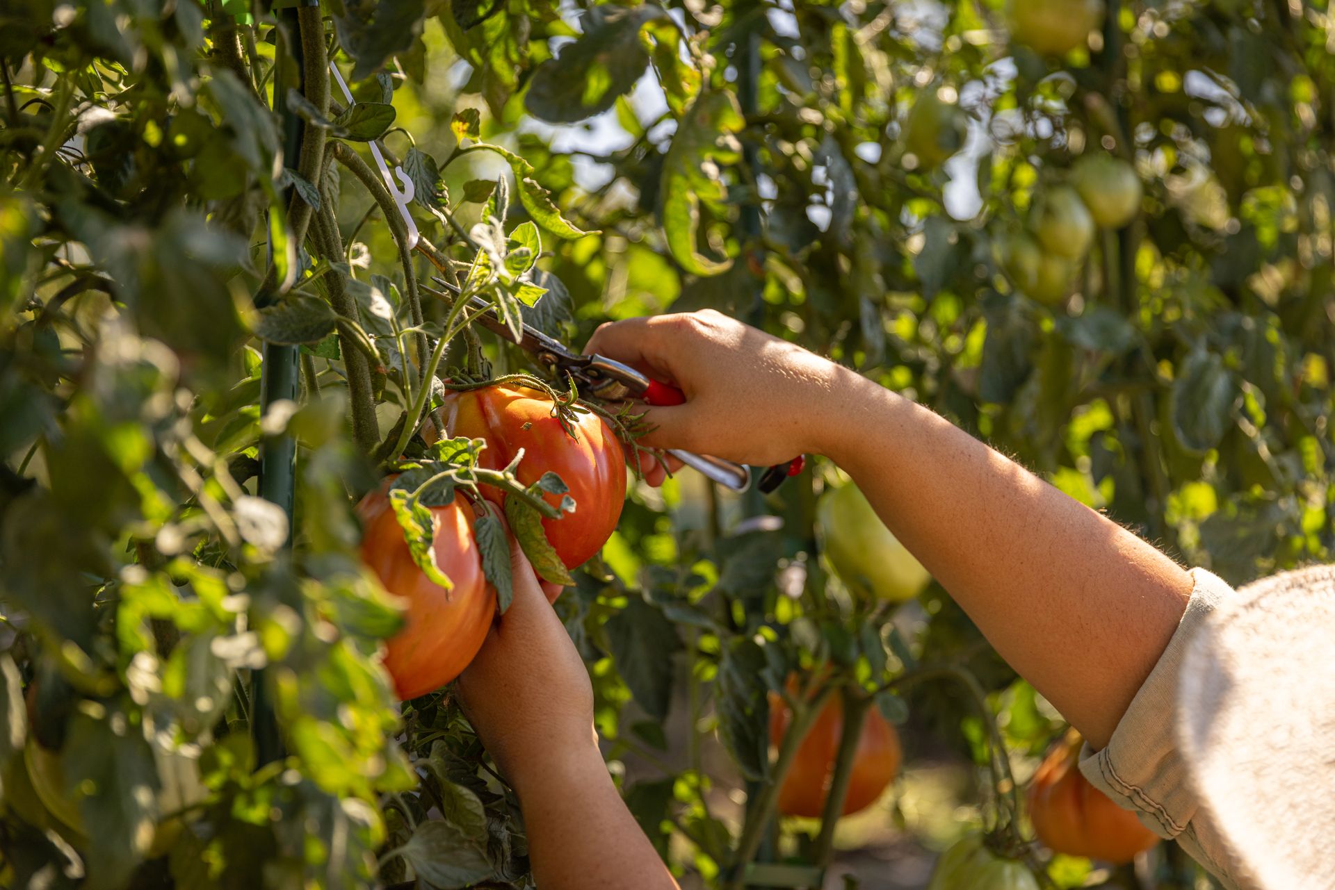 raccolta pomodori